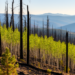 Reburns push high-elevation forests toward pine and aspen, study finds