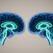 Brain ventricle size drives variability in a popular MRI marker of fluid transport