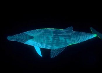 AI Reveals Right Whales Feed at the Surface at Night, Raising Collision Risks