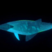 AI Reveals Right Whales Feed at the Surface at Night, Raising Collision Risks