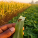 Parasitoid wasp plus cowpea intercropping curbs fall armyworm in Nigerian maize