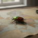 Model Maps How Fast the Japanese Beetle Could Sweep Across Europe