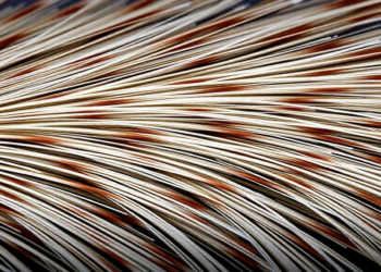 Mongoose Hair Forensics: Microscopic Clues Could Help Crack India’s Illegal Paintbrush Trade