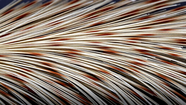Mongoose Hair Forensics: Microscopic Clues Could Help Crack India’s Illegal Paintbrush Trade
