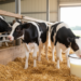 Standardized colostrum protocol and generous milk allowance erase growth gaps between dam-reared and artificially reared dairy calves