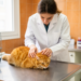 Feline haemotropic Mycoplasma infection linked to FIV status in Lisbon hospital cats