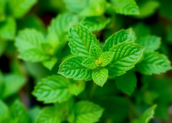 Iranian Peppermint Accessions Reveal Striking Diversity in Oil Quality and Metal Uptake