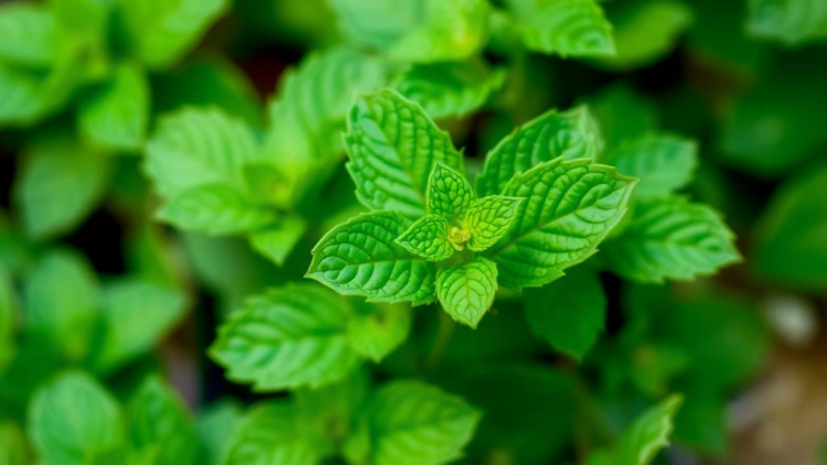Iranian Peppermint Accessions Reveal Striking Diversity in Oil Quality and Metal Uptake
