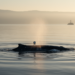 Satellite tags reveal first tracked movements of minke whales off the US East Coast