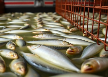 Brewery Waste Turns Cheap Fish Feed in Cage Aquaculture Trial
