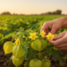 Wild Mexican tomatillo proves fully self-incompatible yet thrives in open-field trials