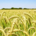 Two-Stage Anaerobic Digestion Yields a Distinct Biofertilizer That Boosts Wheat Yields in Field Trial