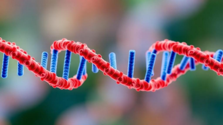 An RNA Eraser Gone Rogue: ALKBH5 Emerges as a Molecular Driver of Preeclampsia