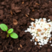 Plant Tannins Reshape Soil Minerals Into Super Fertilizers That Boost Crops