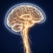 Brain’s Motor Hierarchy Collapses in Early ALS, Imaging Study Finds