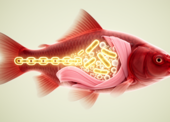 Gut bacteria linked to fatty acid profiles in Hebao red carp muscle