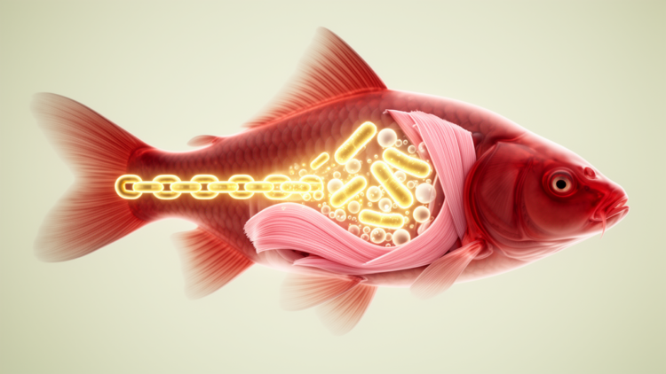 Gut bacteria linked to fatty acid profiles in Hebao red carp muscle