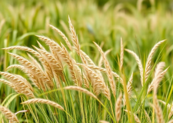 Scientists Build a 50,000-SNP Genetic Toolkit to Decode and Breed the Eurasian Steppe’s Vital Sheepgrass