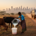 Raw milk quality drops along the dairy value chain around Addis Ababa, study finds