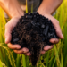 Biochar Boosts Rice Yields and Microbial Life, Review Finds, With Caveats