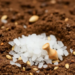 Salt as an Ally: Common Table Salt Boosts Quinoa’s Power to Strip Cesium From Contaminated Soil