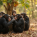 Carnivores follow the primate social brain rule, but insectivores do not