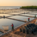 Shrimp subsidies in Mexico boosted harvests by up to 110 tons per farm, causal analysis finds