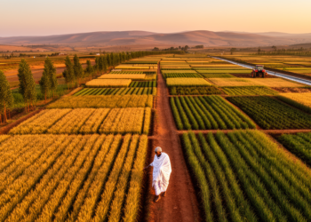 Ethiopia’s Cluster Farming Reviewed: Five Forces Shaping Smallholder Transformation