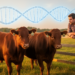 Same Breed Label, Different Genomes: Simulations Reveal Hidden Offspring Risk in Composite Cattle