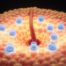 Zone 2 hepatocytes sense mechanical stress to drive liver regeneration via PIEZO1