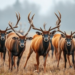Autumn Chill and Deer Herds Drive Cattle Tick Fever Risk Across Britain