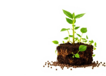 As the Plant Grows, Its Underground Microbial Army Rears Up to Feed It