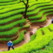 Vetiver Grass Terraces Slash Fertilizer Runoff in Sri Lanka’s Steep Tea Lands