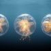 Sea star larvae build the same organ in three different ways, study finds