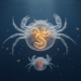 Crab Larvae Digestive Systems Traced From Zoea to Juvenile in New Study