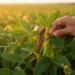 Transformer-based detector spots camouflaged soybean pests more accurately