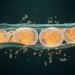 Chromatin Study Links Inflammation to Endothelial Remodeling in Capillary Malformations