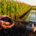 Research report: Circular nutrient recycling via Juncus effusus-derived biochar: impacts on soil properties, sorghum yield, and GHG fluxes