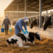 Integrated response curbed bovine ephemeral fever outbreak on Iranian dairy farm
