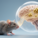 Plasma exchange cuts amyloid plaques in aged Alzheimer’s model mice