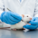 Calibrated blunt clamp makes rat pain reflex test more reliable