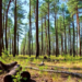 Certification criteria for low-ILUC-risk biomass pass, but barely, review finds