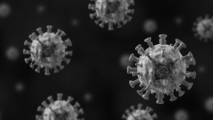 Portland State virologists win $1 million NSF grant to trace crucivirus evolution