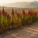 Invasive Amaranthus weeds predicted to shift across China as climate changes