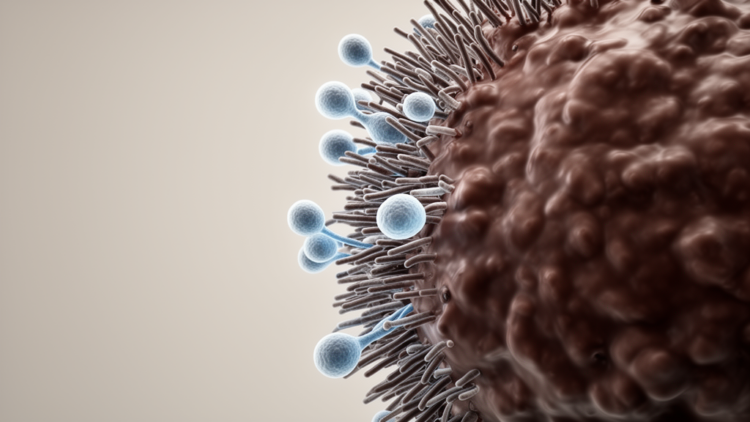 Endothelial ICAM-1 Polarization Traps T Cells at Melanoma Tumor Edges