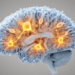 Parvalbumin Protein Loss Linked to Epilepsy-Related Cognitive Impairment in Mice