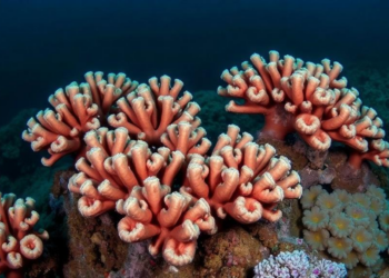 Hidden Coral Cities: Italy’s Deep-Sea Reefs Reveal Four Overlooked Stony Coral Species Thriving in the Dark