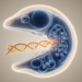 RAG Transposon Co-Option Reshaped the Jawed Vertebrate Immune System