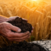 Farming legacy outlasts drought in wheat soil microbes