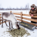 Feeding reindeer in enclosures linked to diarrhoea, survey of herders finds